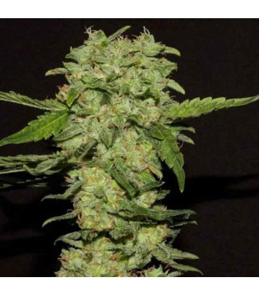 RKIEM SEEDS PORTELA 10UDS