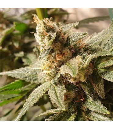 RKIEM SEEDS GALA CBD 10UDS