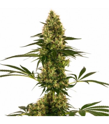 SENSI SEEDS BLUE BULLET AUTO 3UDS