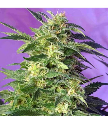 SWEET SEEDS KILLER KUSH AUTO 25UDS