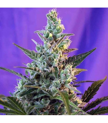 SWEET SEEDS SWEET SKUNK AUTO 25UDS