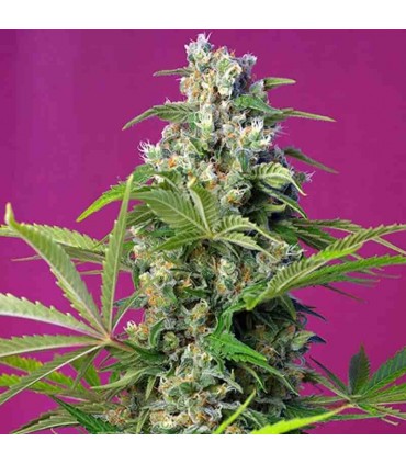 SWEET SEEDS GORILLA GIRL 3+1UDS
