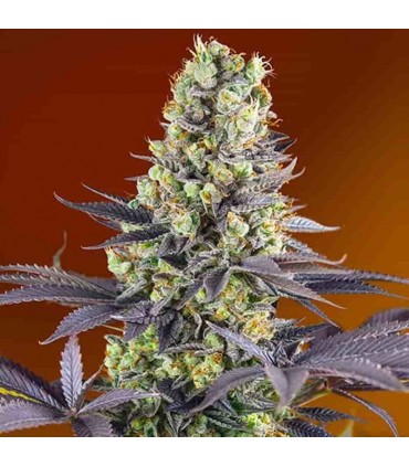 SWEET SEEDS SWEET ZENZATION 3+1UDS