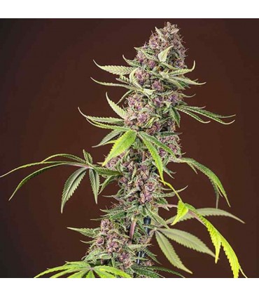 SWEET SEEDS RED MANDARINE F1 3+1UDS