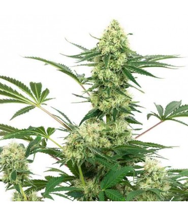 WHITE LABEL WEDDING CHEESECAKE 3UDS