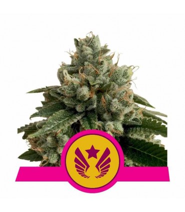 ROYAL QUEEN SEEDS LEGENDARY PUNCH 1UD