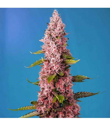 SWEET SEEDS RED HOT COOKIES 3+1UDS