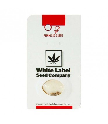 WHITE LABEL SNOW RYDER AUTO 3+1UDS