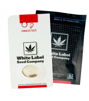 WHITE LABEL SNOW RYDER AUTO 3+1UDS