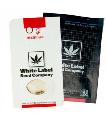 O.G Kush Auto 3+1uds | White Label | Hortitec distribución