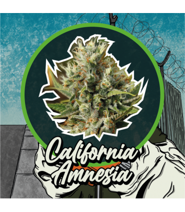 DELIRIUM SEEDS CALIFORNIA AMNESIA 2UDS
