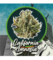 DELIRIUM SEEDS CALIFORNIA AMNESIA 1UD