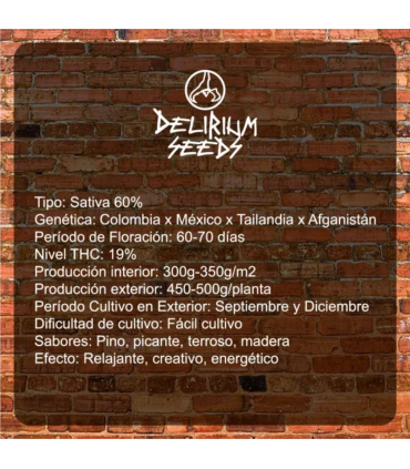 DELIRIUM SEEDS DELIRIUM AK 4UDS