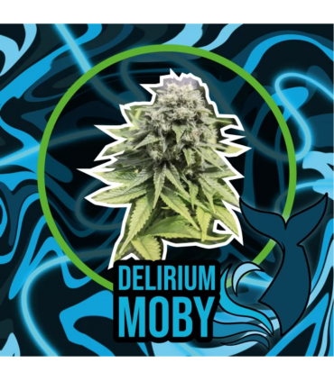 DELIRIUM SEEDS DELIRIUM MOBY AUTO 2UDS