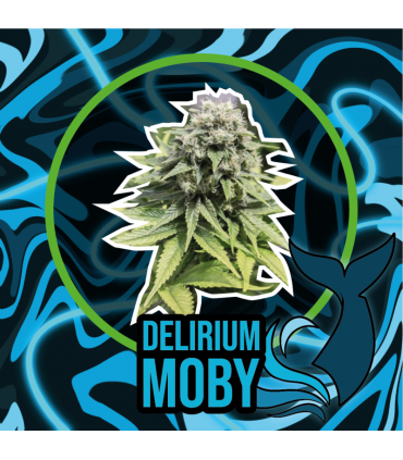 DELIRIUM SEEDS DELIRIUM MOBY AUTO 4UDS