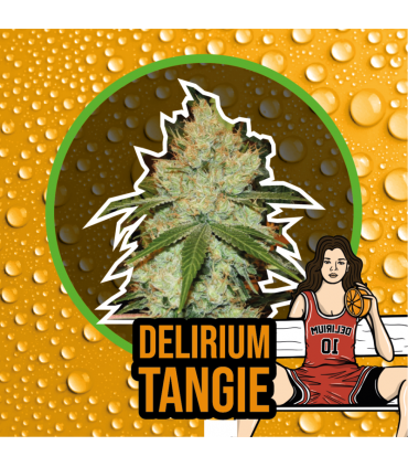 DELIRIUM SEEDS DELIRIUM TANGI 4UDS