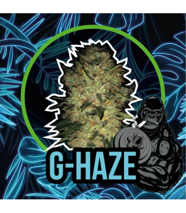 DELIRIUM SEEDS GORILLA XL FAST 2UDS