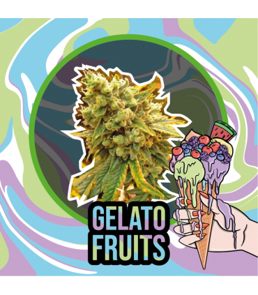DELIRIUM SEEDS GELATO FRUITS 4UDS