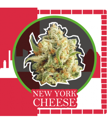 DELIRIUM SEEDS NEW YORK CHEESE AUTO 4UDS