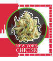 DELIRIUM SEEDS NEW YORK CHEESE AUTO 4UDS