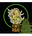 DELIRIUM SEEDS PUNTO ROJO AUTO 4UDS