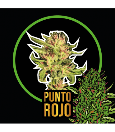 DELIRIUM SEEDS PUNTO ROJO FAST 2UDS