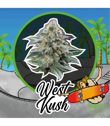 DELIRIUM SEEDS WEST KUSH 1UD