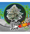DELIRIUM SEEDS WEST KUSH 2UDS