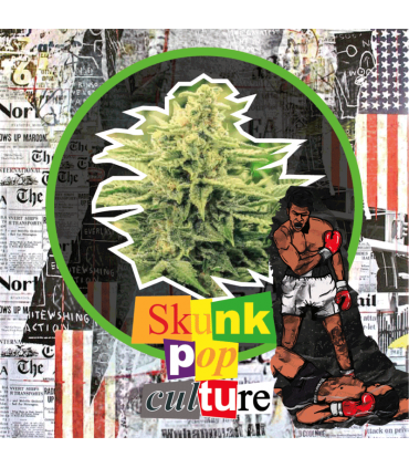 DELIRIUM SEEDS SKUNK POP CULTURE AUTO 2UDS
