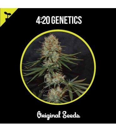 420 GENETICS GRAPEFRUIT 3UDS