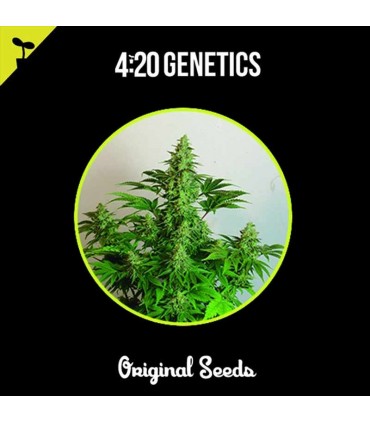 420 GENETICS CINDERELLA 3UDS