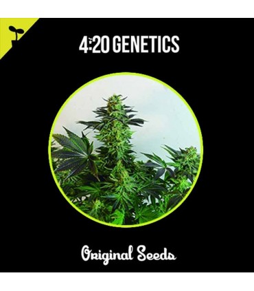 420 GENETICS ROSETA STONE 3UDS