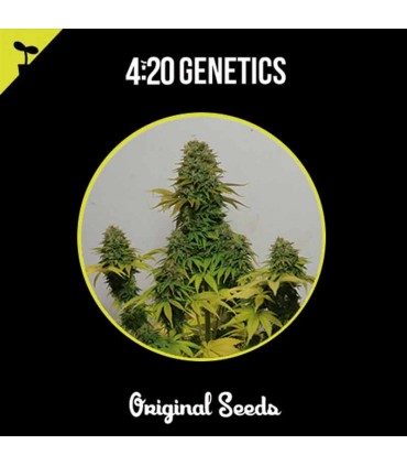 420 GENETICS LAVENDER 1UD