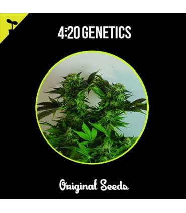 420 GENETICS STRAWBERRY 3UDS