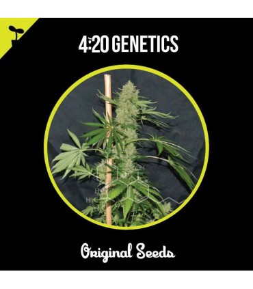 420 GENETICS WHITE WIDOW CBD 3UDS