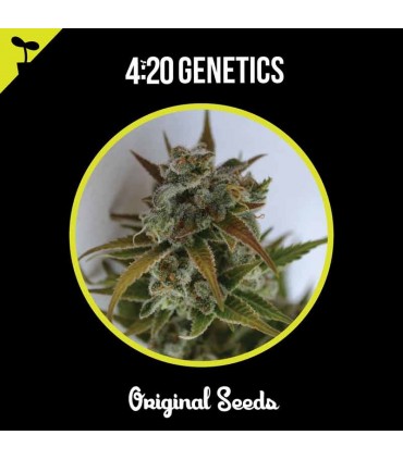 420 GENETICS CRITICAL MASS CBD 3UDS