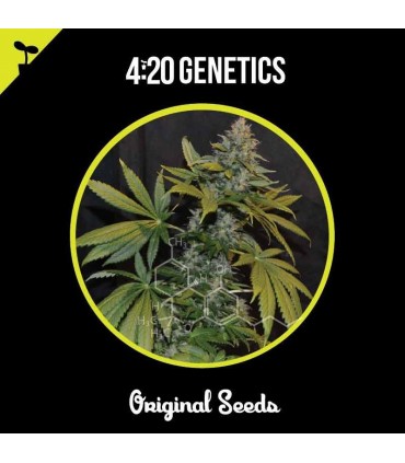 420 GENETICS MOBY DICK 50UDS