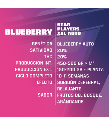 BLUEBERRY AUTO 4UDS BSF SEEDS
