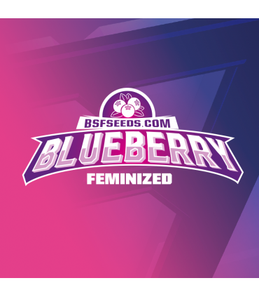BLUEBERRY FEM 2UDS BSF SEEDS
