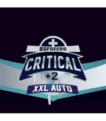 CRITICAL +2 XXL AUTO 2UDS BSF SEEDS