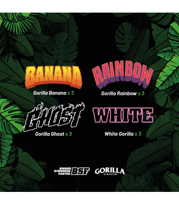 GORILLA FAMILIA GK 12 UDS BSF SEEDS