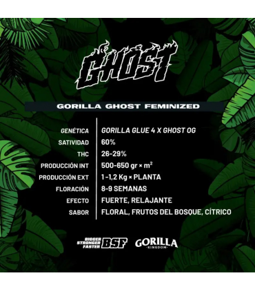 GORILLA GHOST GK 4UDS BSF SEEDS
