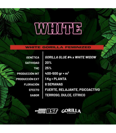 WHITE GORILLA GK 4 UDS BSF SEEDS