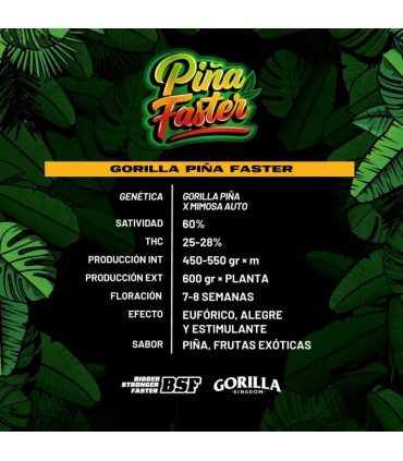 GORILLA PIÑA FF GK 4UDS BSF SEEDS