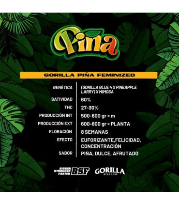 GORILLA PIÑA GK 4UDS BSF SEEDS