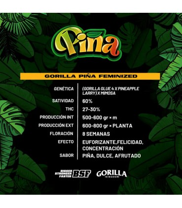 GORILLA PIÑA GK 2UDS BSF SEEDS