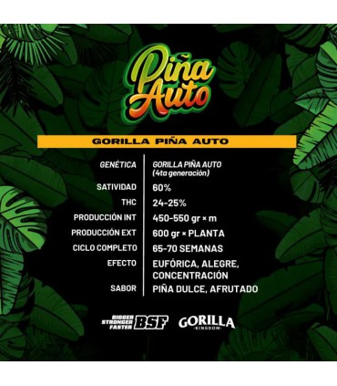 GORILLA PIÑA AUTO 4UDS BSF SEEDS