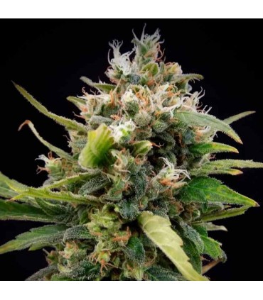 ELITE SEEDS LA RICA CLASICA THC 3UDS
