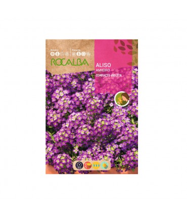 ROCALBA SEMILLA ALISO COMPACTO VIOLETA 1UD