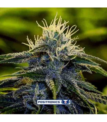 POSITRONICS AFGHAN EXPRESS 5UDS